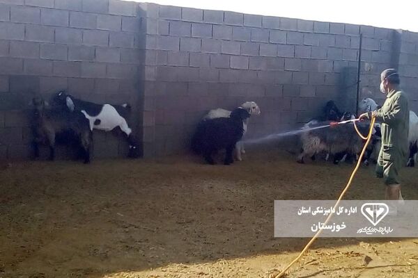 سمپاشی ۱۸۰ هزار مترمربع اماکن دامی خوزستان علیه تب کنگو