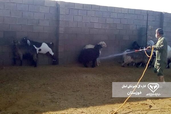 سمپاشی ۱۸۰ هزار مترمربع اماکن دامی خوزستان علیه تب کنگو