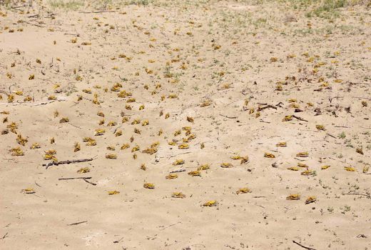 مبارزه باملخ صحرایی درسیستان وبلوچستان به 20 هزارهکتار رسید