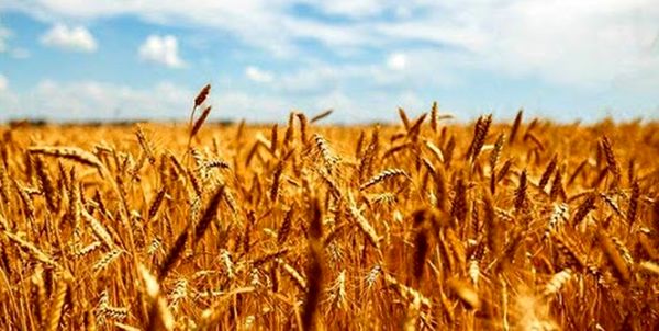 تعریف چهار پروژه بخش زراعت کردستان در راستای تحقق جهش تولید