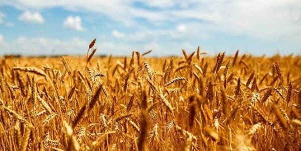 تعریف چهار پروژه بخش زراعت کردستان در راستای تحقق جهش تولید