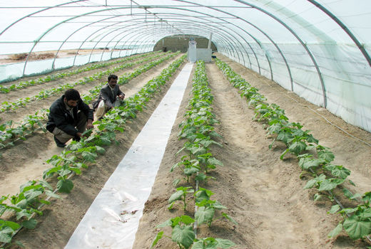 آغاز کشت محصولات گلخانه‌ای در سیستان و بلوچستان 