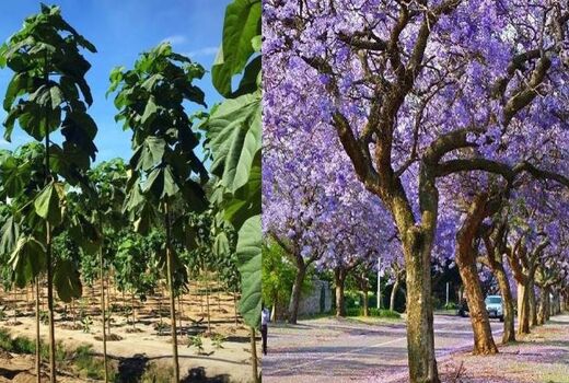 کاشت درخت پالونیا؛ سودای طلای سبز یا تهدیدی برای منابع طبیعی کشور؟