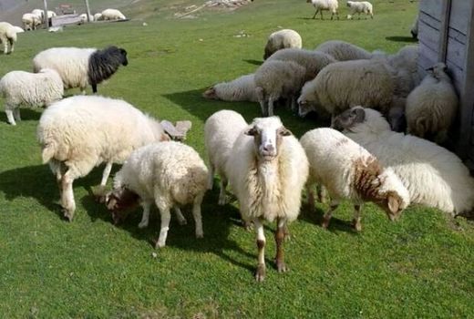 افزایش 20 درصدی زایش دام‌ در پاییز امسال