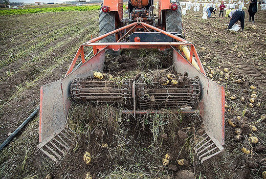 برداشت سیب‌زمینی در دهگلان کردستان 
