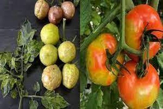 ویروس چروکیدگی قهوه‌ای میوه گوجه‌فرنگی