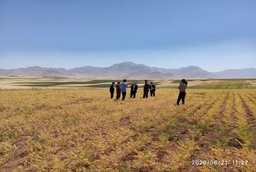 لرستان قطب تولید حبوبات در کشور