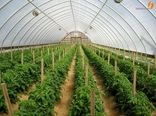 ۸ هکتار گلخانه در کردستان احداث می شود