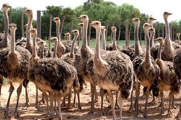 فعالیت 7 واحد پرورش شتر مرغ در چهارمحال و بختیاری 