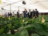 بازدید رئیس سازمان جهاد کشاورزی استان تهران از شهرک گلخانه‌ای حصارگلی شهرستان ورامین
