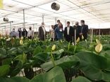 بازدید رئیس سازمان جهاد کشاورزی استان تهران از شهرک گلخانه‌ای حصارگلی شهرستان ورامین