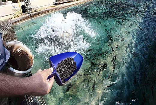 رفع ممنوعیت صادرات خوراک آبزیان 