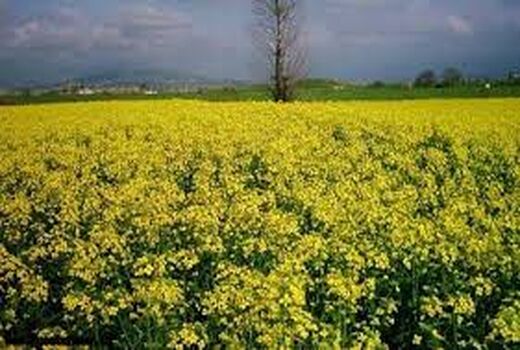 کشت کلزا و گلرنگ پاییزه در مزارع مناطق سردسیری شهرستان کرمان