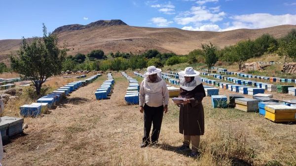 آغاز سرشماری سراسری زنبورستانهای کشور از ۵ مهرماه