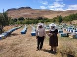 آغاز سرشماری سراسری زنبورستان‌های کشور از ۵ مهرماه