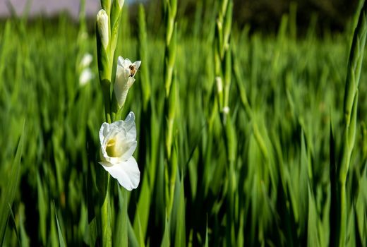 برداشت 7 میلیون شاخه گل گلایول در چهارمحال و بختیاری 