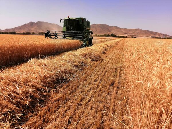 خرید تضمینی ۱۲۰هزار تن گندم در ۱۰ سیلوی استان تهران