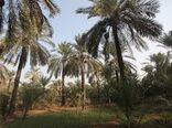 کنترل آفات خرما در جزیره مینو با تکیه بر روش‌های نوین