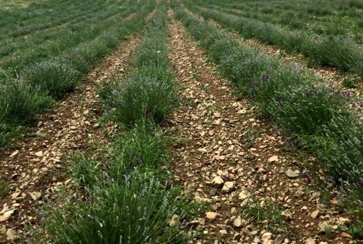 جلب اگروتوریسم با سایت الگویی بستان/ تبدیل بستان به باغ توریستی، مرکز تولید بذر و مرکز الگویی