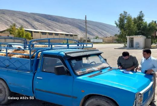 کشف ۹۷ راس دام قاچاق در فیروزآباد 