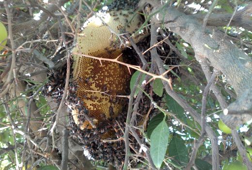 شهرستان دشتستان یکی از مستعدترین مناطق تولید عسل کنار در کشور