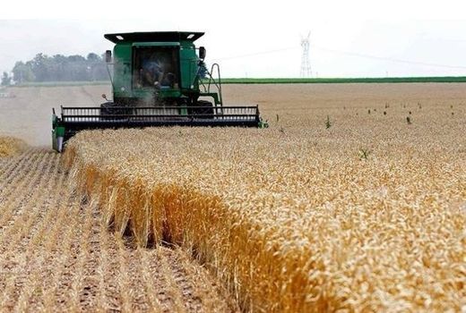 ۲۲هزار کمباین در برداشت غلات و کلزا مشارکت می‌کنند