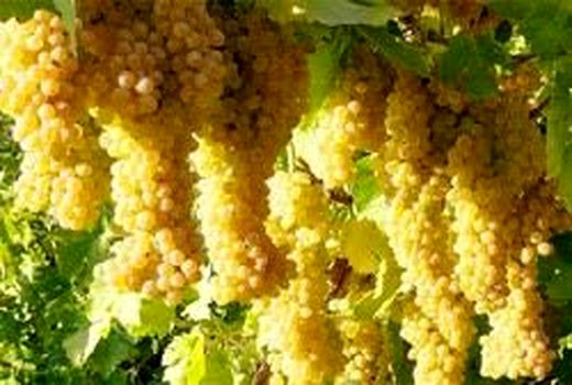 طرح فراز در هزار هکتار از تاکستان‌های ابهر اجرایی می‌شود