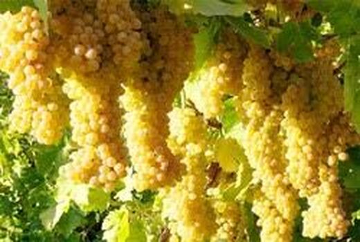 طرح فراز در هزار هکتار از تاکستان‌های ابهر اجرایی می‌شود