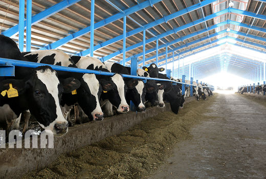 فعالیت 600 واحد گاوداری صنعتی در استان اردبیل