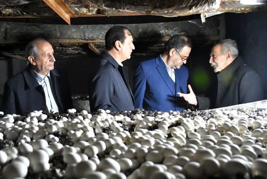 آغاز بهره برداری از بزرگ‌ترین واحد پرورش قارچ شمالغرب کشور در مراغه