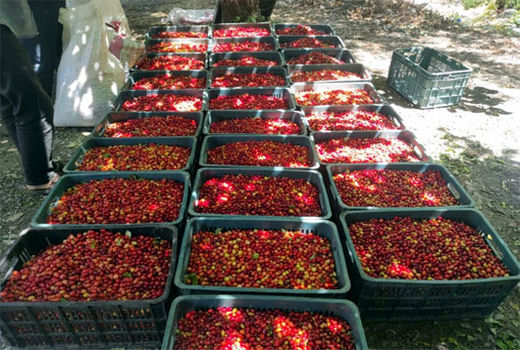 برداشت 550 تن زغال اخته  از باغات شهرستان خداآفرین