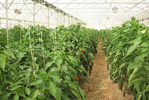 لزوم ثبت اطلاعات گلخانه‌داران در سامانه الکترونیک تجارت آسان برای تخصیص سوخت مایع