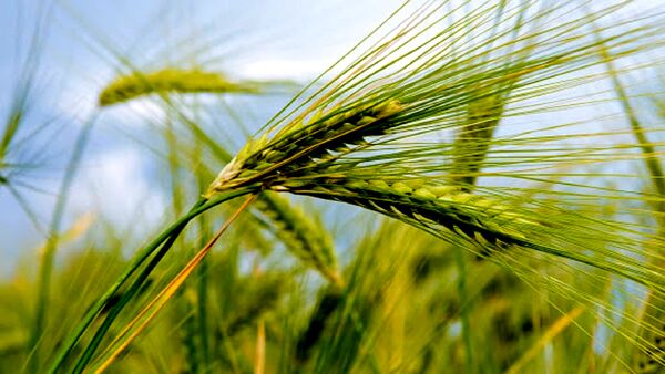 اجرای سایت الگویی جو در خرمشهر