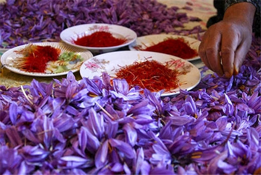 برداشت زعفران در مرودشت آغاز شد
