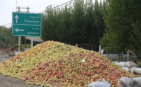 40 مرکز تعاون روستایی آماده خرید تضمینی سیب صنعتی از باغداران آذربایجان غربی