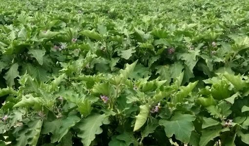 آغاز برداشت بادمجان از ۲۰۰ هکتار اراضی قیروکارزین