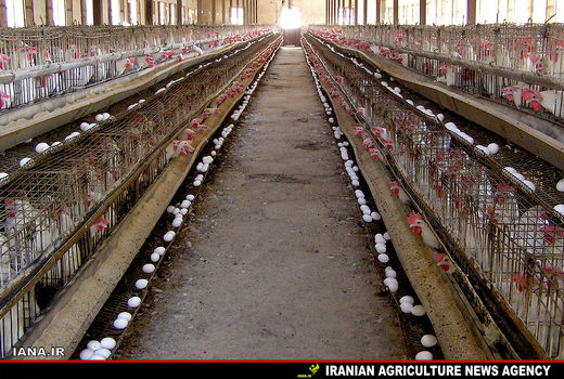 مرغداری صنعتی