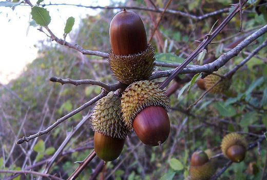 بذرهای بلوط در قالب طرح جنگل‌کاری و توسعه جنگل سبز شدند