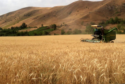افزایش 44 درصدی خرید گندم از کشاورزان آذربایجان شرقی 