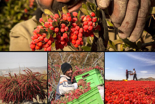 توسعه کشت زرشک در اصفهان