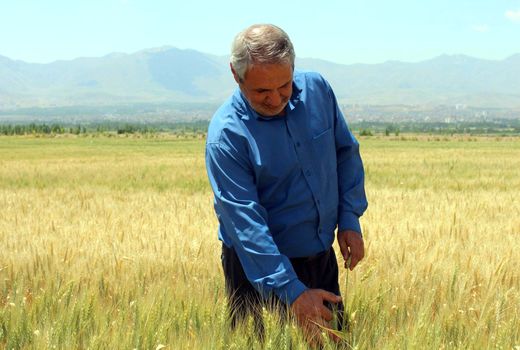 برداشت 30 هزار تن گندم از مزارع شهرستان مرند 