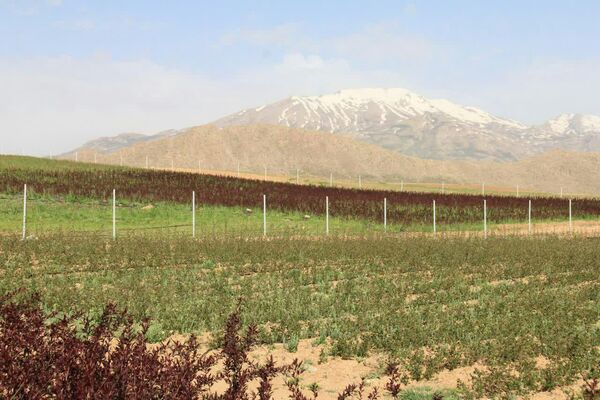 تقسیم اراضی طرح 2 هزار  300 هکتاری سودجان