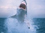 چهار گونه از کوسه ماهیان در رده به شدت در معرض خطر