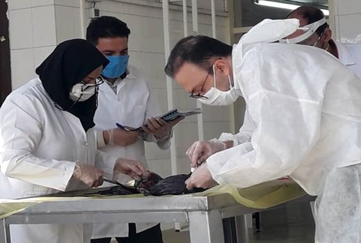 فرایند تشخیص علت تلفات پرندگان حیات وحش در میانکاله تبیین شد