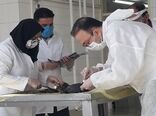 فرایند تشخیص علت تلفات پرندگان حیات وحش در میانکاله تبیین شد