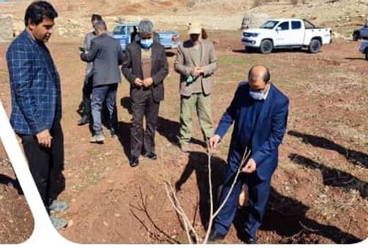 کشت ۴۷۶ هکتار باغات دیم در اراضی شیبدار و کم بازده در سال جاری