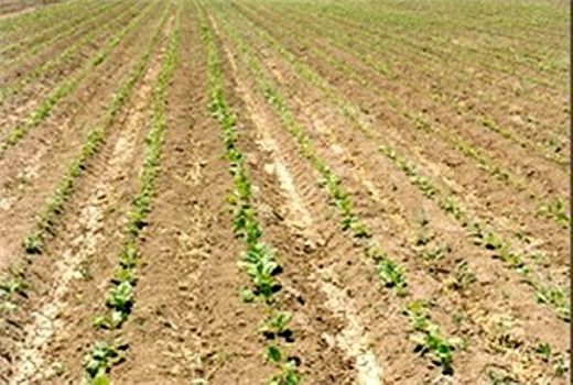کشت چغندرقند در شیروان با تاخیر ۲۰ روزه پایان یافت