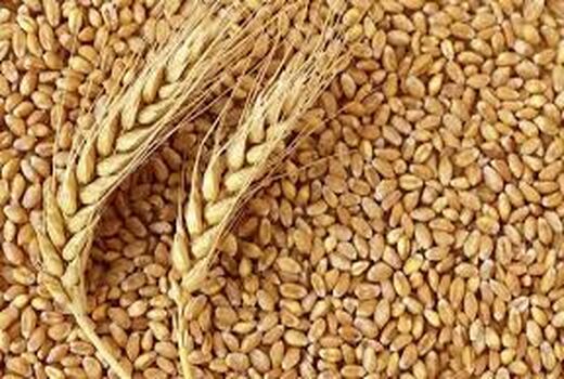 افزایش 2 میلیون تنی تولید گندم