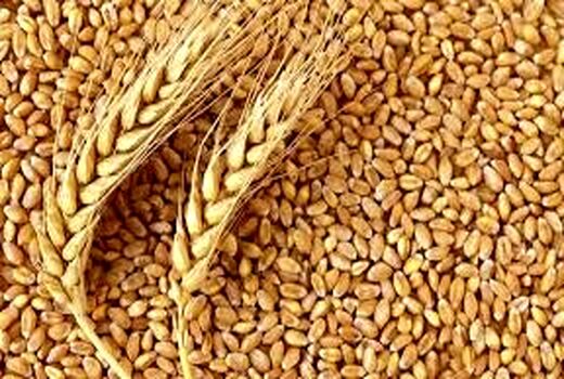 افزایش 2 میلیون تنی تولید گندم