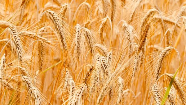 جلسه بازنگری قیمت خرید تضمینی گندم در وزارت جهاد کشاورزی برگزار می‌شود